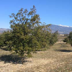 Truffle holm oak